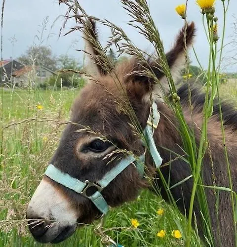 A 公寓 Étival-Clairefontaine